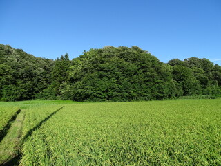 Fototapeta premium 田園風景