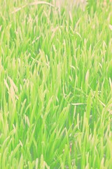 green grass background