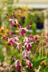 Beautiful purple dendrobium taurinum orchid