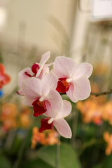 Fototapeta na wymiar Beautiful moon orchid or white moth orchid