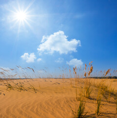 sandy prairie at the hot sunny day, sandy desert natural scene