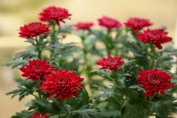 A Bunch of beautiful red chrysanthemum flowers