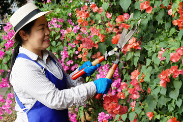  Asian woman is trimming bush of flowers in garden by using big scissors. Concept : work with nature for good mental health. Hobby, free time activity    