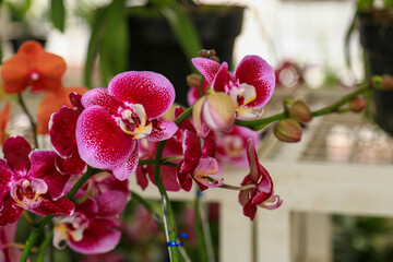An entrancing blooming moth orchid