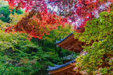 大阪府岸和田大威徳寺の秋風景