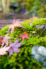 大阪府岸和田大威徳寺の秋風景