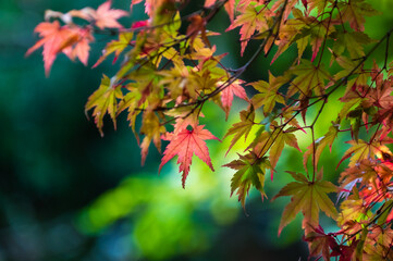 大阪府岸和田大威徳寺の秋風景