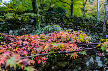 大阪府岸和田大威徳寺の秋風景