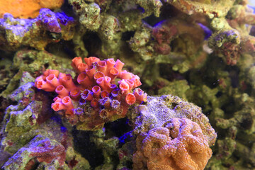Naklejka na ściany i meble Orange Coral reefs cnidaria in the marine aquarium