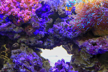 Blue and pink Coral reefs anemone in the marine aquarium