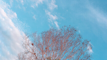 Atmosphere calm sky cloud panorama background Dry tree branches Autumn summer end progress regress...