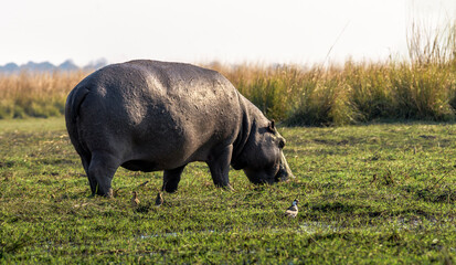 Hippo grazing in the marshlands of Chobe Riverfront, Kasane, Botswana