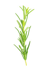Close-up of a fresh rosemary twig isolated on a transparent background.
