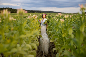 Woman as a farm worker manually gathers tobacco leaves on plantation in the field with her dog...