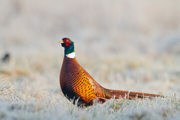 Common pheasant (Phasianus colchius) Ring-necked pheasant in natural habitat, winter time, snow