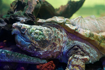 A portrait of Alligator snapping turtle head