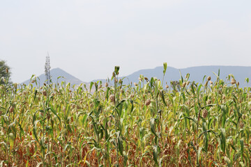 Jowar - Sorghum farm from India with fully grown crops