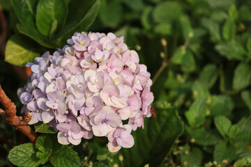 bunch of unique flower with green background