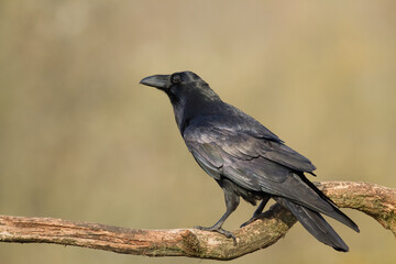 A beautiful raven (Corvus corax) sitting on branch North Poland Europe