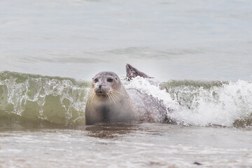 Phoca vitulina - Harbor Seal - on the beach and in the sea on the island of Dune in Germany. Wild foto. © Roman Bjuty