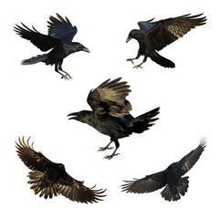 Birds flying ravens isolated on white background Corvus corax. Halloween - mix five flying birds