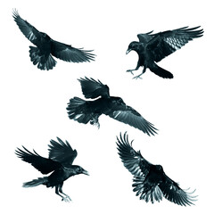 Birds flying ravens isolated on white background Corvus corax. Halloween - mix five flying birds