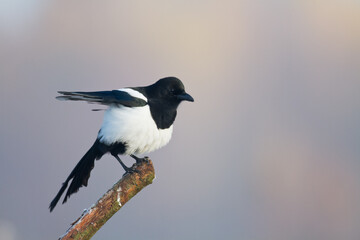 Obraz premium The Eurasian Magpie or Common Magpie or Pica pica is sitting on the branch with colorful background, winter time