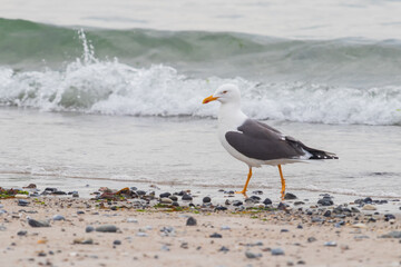 Larus marinus - Great white gull nests on the North Sea coast. Wild photo on the island of Dune in Germany. Photo has nice background and bokeh.