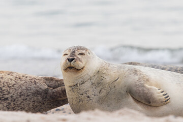 Naklejka premium Phoca vitulina - Harbor Seal - on the beach and in the sea on the island of Dune in Germany. Wild foto.
