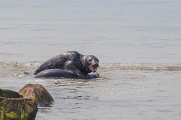 Fototapeta premium Phoca vitulina - Harbor Seal - on the beach and in the sea on the island of Dune in Germany. Wild foto.