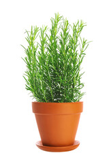 Single brown clay flower pot with saucer isolated on a transparent background.