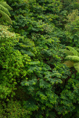 A Foliage background mimosa and fern