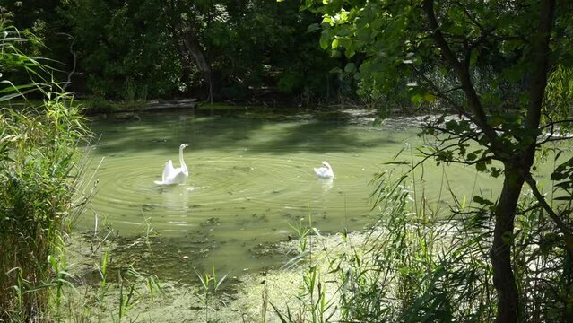pair of white beautiful swans on the lake. One of them is trying to fly. Video