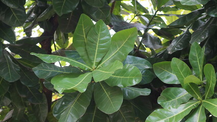 Fresh green leaves exposed to the sun in the morning