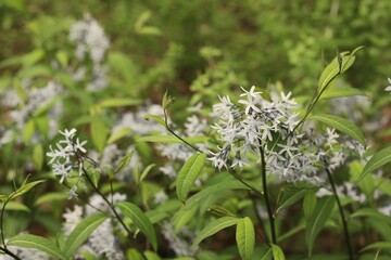 flowers in the meadow