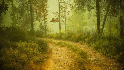 Obraz premium Beautiful view of the forest at dawn hike route travelers wild deserted places coniferous forest sunset nature