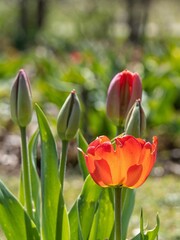 Tulpen