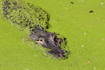 Naklejka premium Crocodile in the water