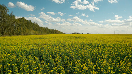Rapeseed field with bright yellow flowers on a sunny day