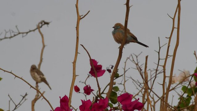 Blue waxbill or southern cordonbleu bird standing on tree branches above red bougainvillea and flying away.