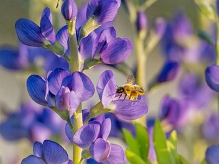 Bl&uuml;ten und Insekt