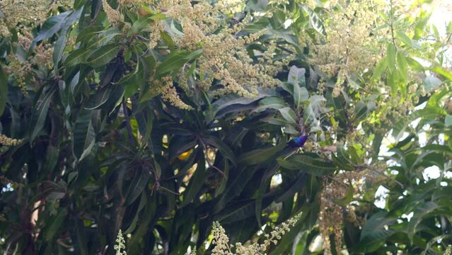Splendid sunbird (Cinnyris coccinigastrus) perched on branch with flowers, looking around and flying nearby.