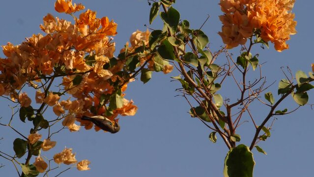 Slow motion shot of female beautiful sunbird�(Cinnyris pulchellus) perched on orange bougainvillea checking the flowers for nectar, Palmarin, Senegal, staying still on tripod.