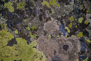 The texture of a stone overgrown with moss. A stone in the forest or in the park. Abstract spots. Humid climate.