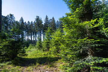 Fototapeta premium Waldlichtung