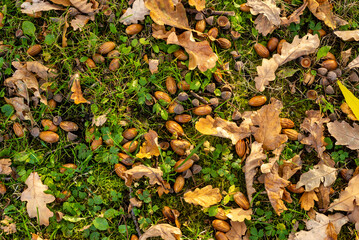 Acorns lying on green grass among fallen oak leaves