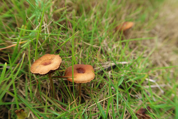 The forest brown mushroom in a natural background. Mushroom growing in forest in green grass