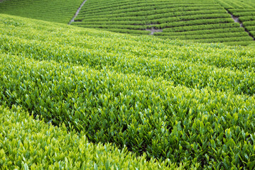 緑の茶畑の背景　静岡県富士市の大淵笹場　コピースペース　Rows of green tea bushes on hillside in Shizuoka, Japan