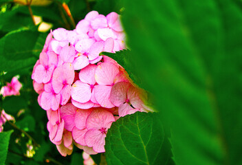 Hydrangea macrophylla, bigleaf hydrangea, French hydrangea, hortensia in garden bush blossom pink blooming flowers as noisy floral botanical spring summer elegant backdrop background walllpaper