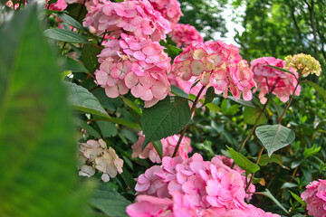 Hydrangea macrophylla, bigleaf hydrangea, French hydrangea, hortensia in garden bush blossom pink...
